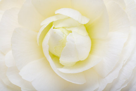 beautiful ranunculus flower isolated on white backgroundの写真素材