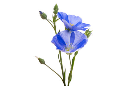 blue flax flowers isolated on white backgroundの写真素材