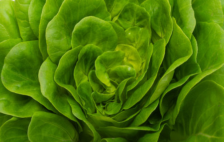 lettuce leaves isolated on white backgroundの写真素材