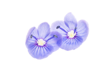 Veronica flowers isolated on white backgroundの写真素材