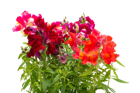 Antirrhinum flowers isolated on white backgroundの写真素材