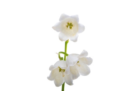 lily of the valley flowers isolated on white backgroundの写真素材