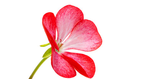 pelargonium flower isolated on white background
