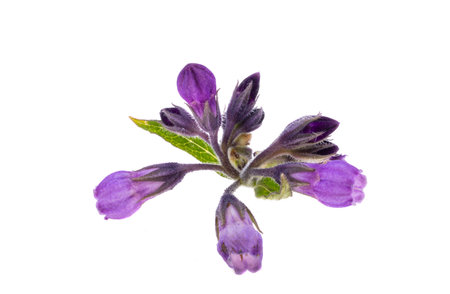 comfrey flower isolated on white backgroundの写真素材