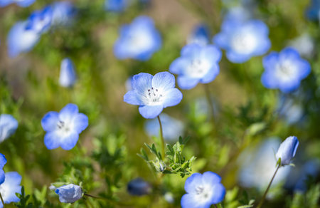 blue nemophila flowers growing in a flowerbedの写真素材