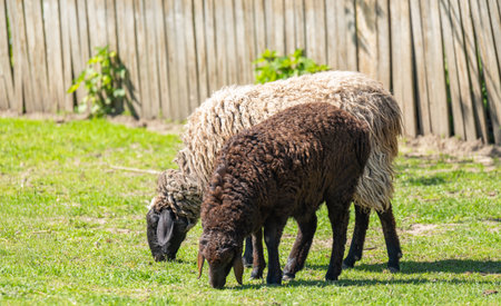 sheep grazing on a farmの写真素材