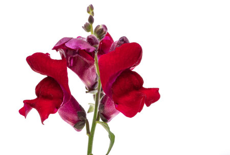 Snapdragon flower isolated on white background