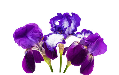 iris flower isolated on white background