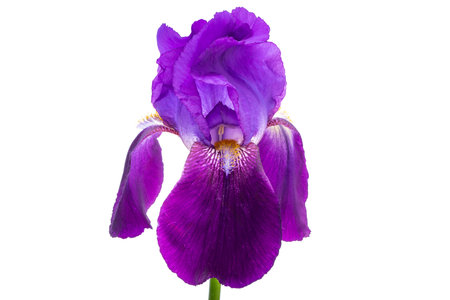 iris flower isolated on white backgroundの写真素材