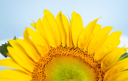 beautiful sunflower flower close upの写真素材