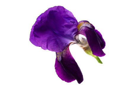 beautiful iris flower isolated on white backgroundの写真素材