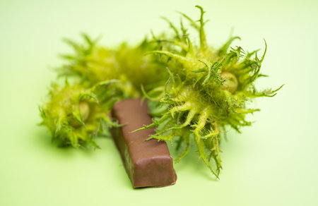 hazelnut with chocolate bar on green backgroundの写真素材