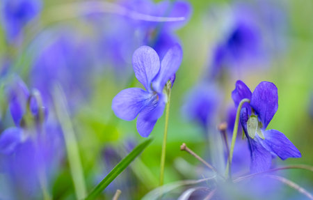 forest violet in the forest in springの写真素材