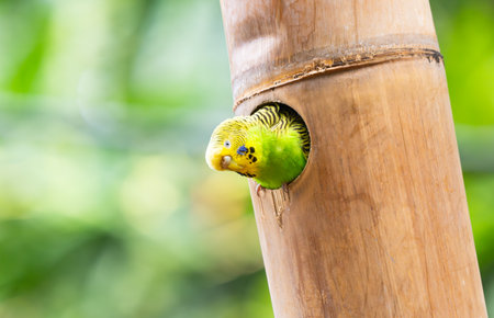 beautiful parrots living in the parkの写真素材