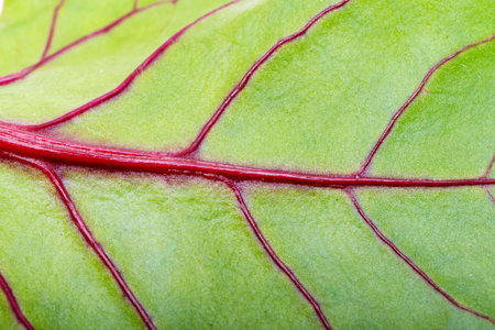 beet leaf background close upの写真素材