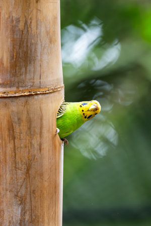 beautiful parrots living in the park