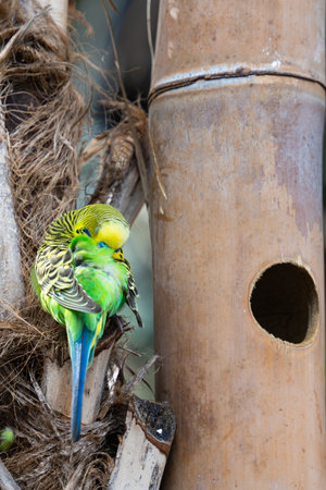 beautiful parrots living in the parkの写真素材
