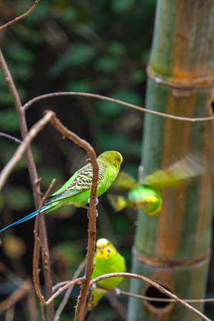 beautiful parrots living in the park