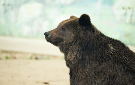 brown bear in the zooの写真素材