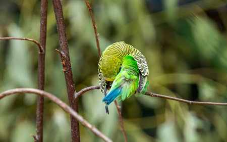 beautiful parrots living in the parkの写真素材