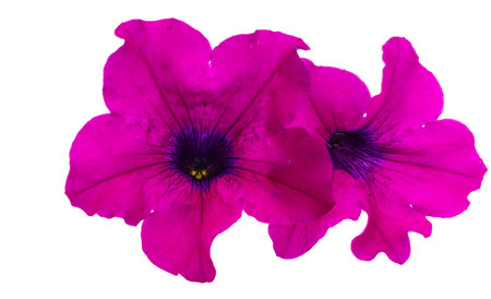 pink petunia isolated on white backgroundの写真素材