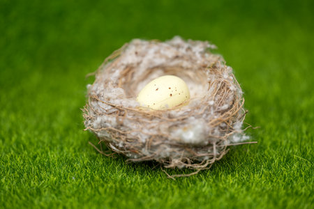 bird nest on green grass close upの写真素材