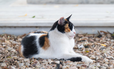 close-up portrait of a tricolor catの写真素材