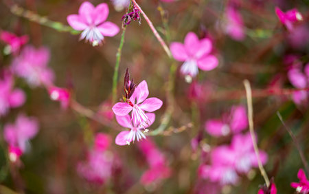 pink gaura flowers growing in a flower bedの写真素材