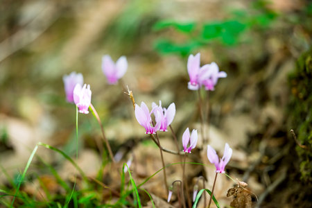 cyclamen flowers growing in the forestの写真素材