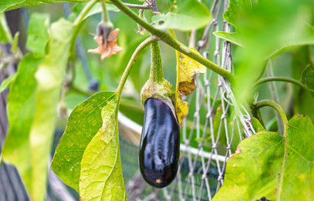 eggplant growing in the gardenの写真素材