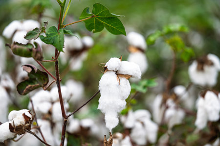 field of ripe cotton ready for harvestingの写真素材