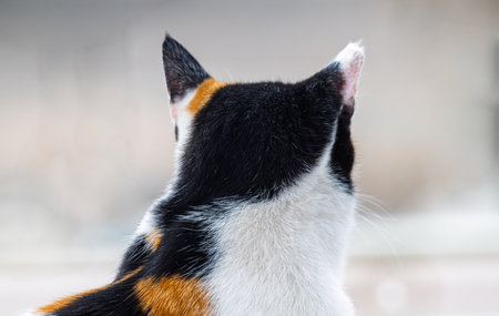 close-up portrait of a tricolor catの写真素材