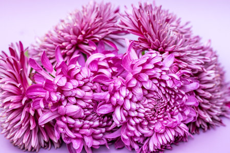 lilac chrysanthemum on a colored backgroundの写真素材