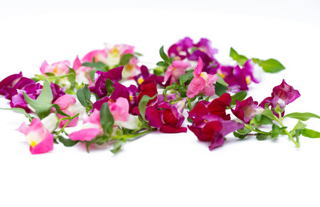 colorful snapdragon flowers close up