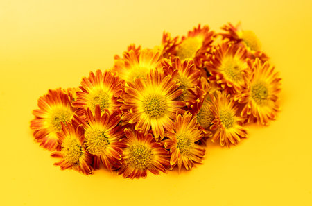 beautiful chrysanthemum on a colored backgroundの写真素材