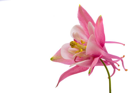 pink columbine flower isolated on white backgroundの写真素材