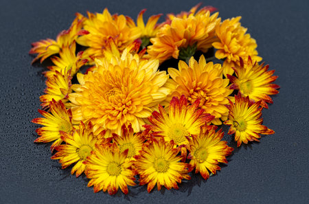 yellow chrysanthemums on a black background