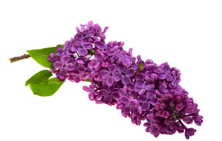 lilac flowers isolated on white backgroundの写真素材