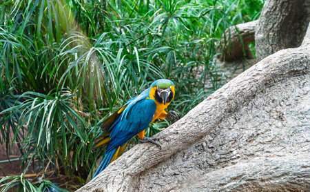 beautiful parrots in a park in Tenerifeの写真素材