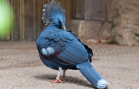 Crowned pigeon in a park in Tenerifeの写真素材