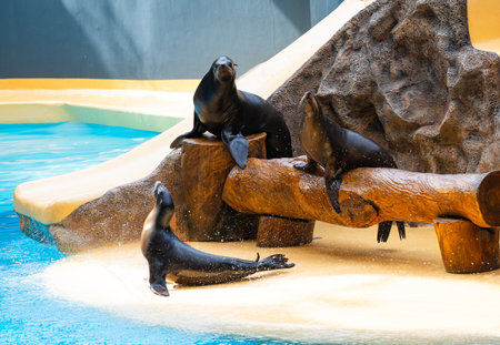Seals performing at the zooの写真素材