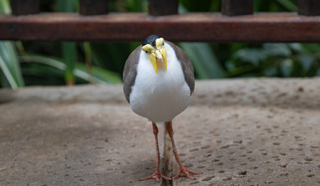 Soldier's Lapwing in a Park in Tenerifeの写真素材