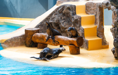 Seals performing at the zooの写真素材