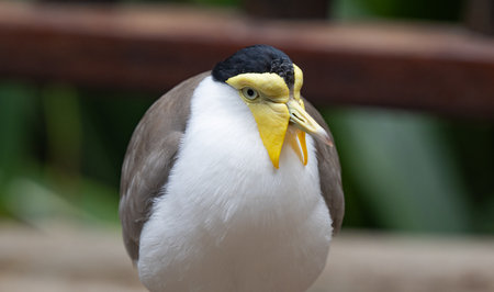 Soldier's Lapwing in a Park in Tenerifeの写真素材