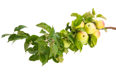 branch with apples isolated on white backgroundの写真素材