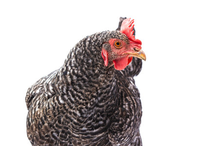 gray chicken isolated on white backgroundの写真素材