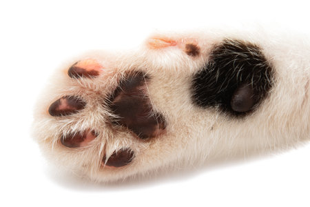 cat paw isolated on white backgroundの写真素材