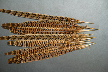 beautiful pheasant feathers close up on background