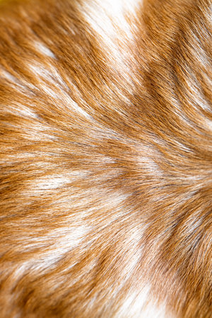 dog red hair close upの写真素材