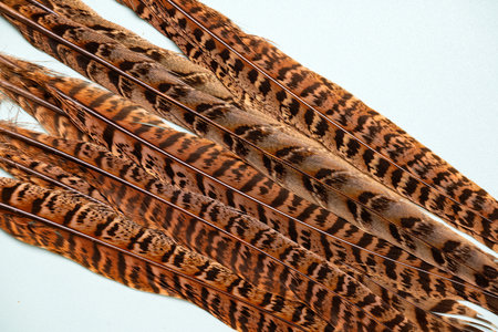 beautiful pheasant feathers close up on background